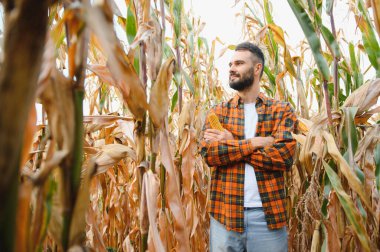 Genç bir çiftçi tarladaki mısır mahsulünü kontrol ediyor. Tarımsal iş kavramı.