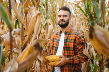 Genç bir tarım uzmanı tarım arazisindeki mısır hasadının kalitesini denetliyor..