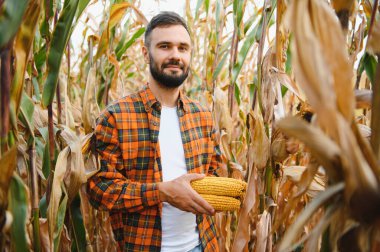 Mısır tarlasında genç ve yakışıklı tarım uzmanı hasat etmeden önce ekinleri inceliyor. Tarım sektörü konsepti. tarımsal