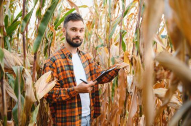 Mısır tarlasında genç ve yakışıklı tarım uzmanı hasat etmeden önce ekinleri inceliyor. Tarım sektörü konsepti. tarımsal