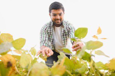 Tarım kavramı. Hintli bir çiftçi ya da tarımcı soya fasulyesini tarlada inceler..