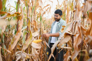 Genç Hintli çiftçi mısır tarlasında.