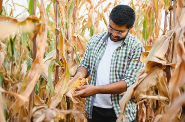 Genç bir Hintli çiftçi ya da tarım uzmanı mısır tarlasında çalışıyor..