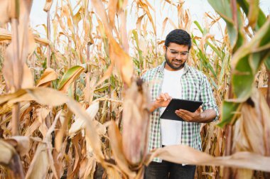 Genç Hintli çiftçi mısır tarlasında