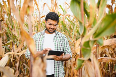 young indian farmer or agronomist at corn field. The concept of agriculture. clipart