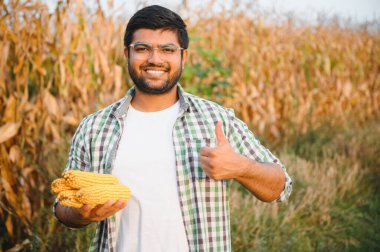 Genç Hintli çiftçi mısır tarlasında