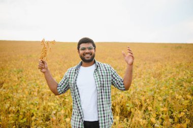 Tarım kavramı. Hintli bir çiftçi ya da tarımcı soya fasulyesini tarlada inceler..