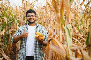 Genç bir Hintli çiftçi ya da tarım uzmanı mısır tarlasında çalışıyor..