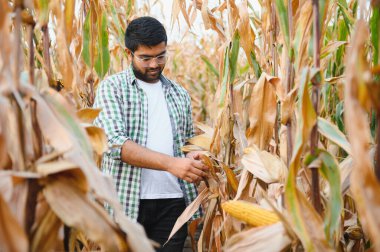 Genç Hintli çiftçi ya da mısır tarlasında tarımcı. Tarım kavramı.