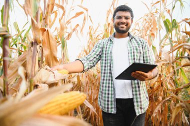 Güney Asyalı tarımcı çiftçi mısır tarlası çiftliğini inceliyor. Tarım üretim kavramı.