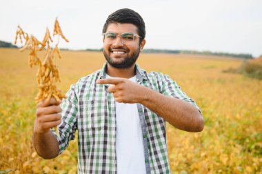 Soya tarlasında Hintli bir çiftçi.