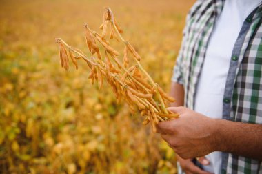 Hintli bir çiftçi ya da tarımcı soya fasulyesini tarlada inceler..