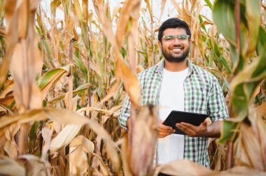 young indian farmer or agronomist at corn field. The concept of agriculture. clipart