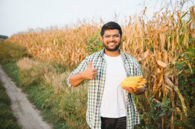 Güney Asyalı tarımcı çiftçi mısır tarlası çiftliğini inceliyor. Tarım üretim kavramı.