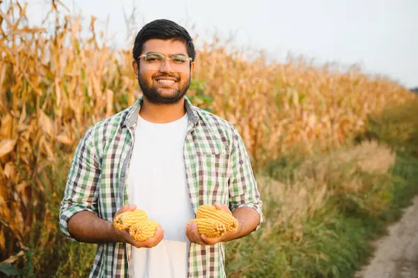 Genç Hintli çiftçi mısır tarlasında