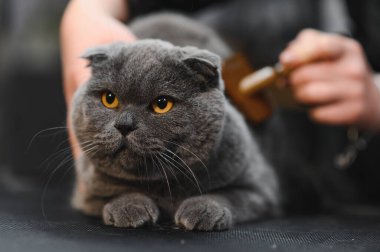 Evcil hayvan güzellik salonunda kedi bakımı. Bakım ustası bir kediyi keser ve tıraş eder, bir kediyle ilgilenir. Veteriner kedi için elektrikli tıraş makinesi kullanıyor..