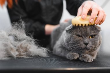Kadın elleri fırçayla bir kedinin kürkünü tarıyor. Evcil hayvanla ilgilenen kadın evde saç kesiyor. Kedi bakımı, yün tarama. Ekspres deri. Güzellik salonunda güzel bir kedi. Tımarcı hayvan kedi.