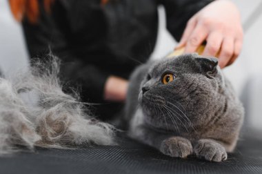 Kedi kürkü tarayan bir kadın. Kedi bakımı, yün tarama. Ekspres deri. Güzellik salonunda güzel bir kedi. Tımarlayan hayvanlar, tarayan saçlar..
