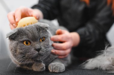 Evcil hayvan güzellik salonunda kedi bakımı. Bakım ustası bir kediyi keser ve tıraş eder, bir kediyle ilgilenir. Veteriner kedi için elektrikli tıraş makinesi kullanıyor..