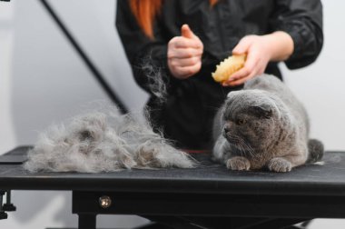 Kedi kürkü tarayan bir kadın. Kedi bakımı, yün tarama. Ekspres deri. Güzellik salonunda güzel bir kedi. Tımarlayan hayvanlar, tarayan saçlar..