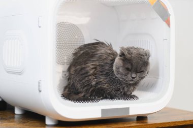 Otomatik Hayvan Kurutma Kutusu Kediler ve Küçük Köpekler, Ultra Sessiz Köpek Saç Kurutma, Sahibi uzun saçlı bir kediyi yıkıyor ve kedi kurutma kutusuna üflüyor, akıllı hayvan ürünleri..