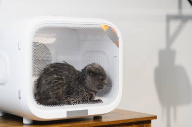Kediler ve köpekler için otomatik kutu kurutma makinesi. Bakım salonu.