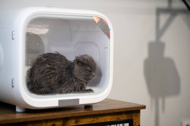 Otomatik Hayvan Kurutma Kutusu Kediler ve Küçük Köpekler, Ultra Sessiz Köpek Saç Kurutma, Sahibi uzun saçlı bir kediyi yıkıyor ve kedi kurutma kutusuna üflüyor, akıllı hayvan ürünleri..