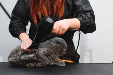 Bakım Salonu. Kediye yakın çekim. Kedi bir saç kurutma makinesiyle kurumuş. tımar konsepti.