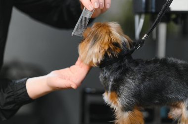 Tımar eden hayvanlar, tımar eden, kurutan ve şekillendiren köpekler, tarayan yünler. Bakım ustası kesiyor, tıraş oluyor, köpeğe bakıyor..