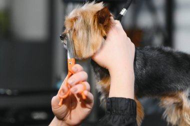 Evcil hayvan, evcil hayvan, tımar, hayvanlar için prosedürler. Kadın bakımlı ve dikkatli bir şekilde kuaförde köpek kesiyor. Yıkar, keser, kurutur, tarar..