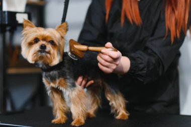 Tımar eden hayvanlar, tımar eden, kurutan ve şekillendiren köpekler, tarayan yünler. Bakım ustası kesiyor, tıraş oluyor, köpeğe bakıyor..