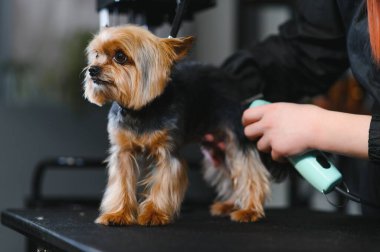 Evcil hayvan, evcil hayvan, tımar, hayvanlar için prosedürler. Kadın bakımlı ve dikkatli bir şekilde kuaförde köpek kesiyor. Yıkar, keser, kurutur, tarar..