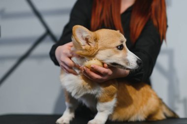 Tımar eden hayvanlar, tımar eden, kurutan ve şekillendiren köpekler, tarayan yünler. Bakım ustası kesiyor, tıraş oluyor, köpeğe bakıyor..