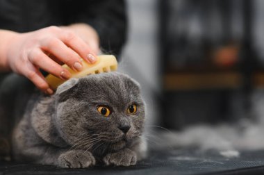 Kedi kürkü tarayan bir kadın. Kedi bakımı, yün tarama. Ekspres deri. Güzellik salonunda güzel bir kedi. Tımarlayan hayvanlar, tarayan saçlar..