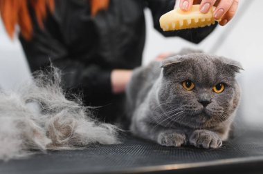 Evcil hayvan güzellik salonunda kedi bakımı. Bakım ustası bir kediyi keser ve tıraş eder, bir kediyle ilgilenir. Veteriner kedi için elektrikli tıraş makinesi kullanıyor..
