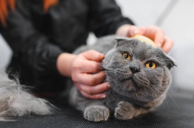 Kedi kürkü tarayan bir kadın. Kedi bakımı, yün tarama. Ekspres deri. Güzellik salonunda güzel bir kedi. Tımarlayan hayvanlar, tarayan saçlar..