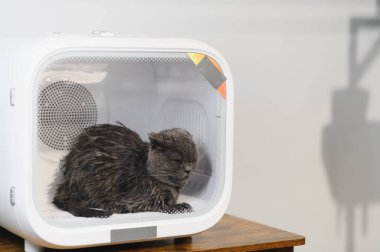 Otomatik Hayvan Kurutma Kutusu Kediler ve Küçük Köpekler, Ultra Sessiz Köpek Saç Kurutma, Sahibi uzun saçlı bir kediyi yıkıyor ve kedi kurutma kutusuna üflüyor, akıllı hayvan ürünleri..