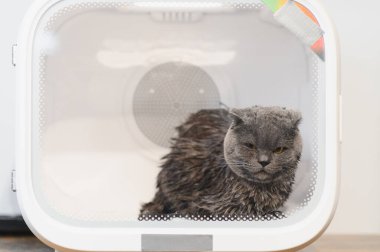 Otomatik Hayvan Kurutma Kutusu Kediler ve Küçük Köpekler, Ultra Sessiz Köpek Saç Kurutma, Sahibi uzun saçlı bir kediyi yıkıyor ve kedi kurutma kutusuna üflüyor, akıllı hayvan ürünleri..