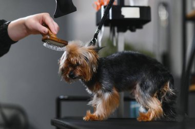 Özel bir kuaförde, tatlı bir köpek banyodan sonra saç kurutma makinesiyle kurutulur. Bir tımarcı küçük bir köpek yavrusunun kürküne bakar. Hayvan hijyeni, veterinerlik ve profesyonel bakım kavramı.