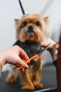 Evcil hayvan, evcil hayvan, tımar, hayvanlar için prosedürler. Kadın bakımlı ve dikkatli bir şekilde kuaförde köpek kesiyor. Yıkar, keser, kurutur, tarar..