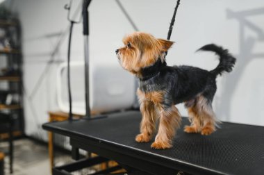 Bir kuaförde komik bir Yorkshire teriyeri.