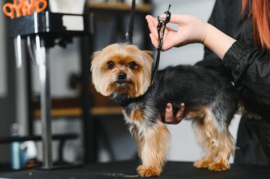 Tımar eden hayvanlar, tımar eden, kurutan ve şekillendiren köpekler, tarayan yünler. Bakım ustası kesiyor, tıraş oluyor, köpeğe bakıyor..