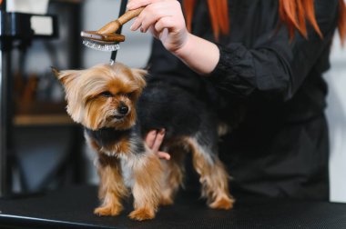 Evcil hayvan, evcil hayvan, tımar, hayvanlar için prosedürler. Kadın bakımlı ve dikkatli bir şekilde kuaförde köpek kesiyor. Yıkar, keser, kurutur, tarar..