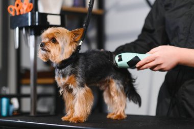 Tımar eden hayvanlar, tımar eden, kurutan ve şekillendiren köpekler, tarayan yünler. Bakım ustası kesiyor, tıraş oluyor, köpeğe bakıyor..