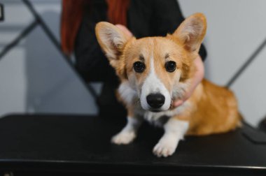 Evcil Hayvan Bakım Salonu 'nda saç kesimi Corgi Doggets' ın. Dog 'a yakın çekim. Köpek budanmış ve fırçalanmış, daha bakımlı..