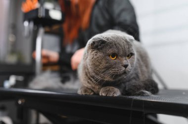 Evcil hayvan güzellik salonunda kedi bakımı. Bakım ustası bir kediyi keser ve tıraş eder, bir kediyle ilgilenir. Veteriner kedi için elektrikli tıraş makinesi kullanıyor..