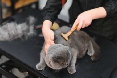 Kadın elleri fırçayla bir kedinin kürkünü tarıyor. Evcil hayvanla ilgilenen kadın evde saç kesiyor. Kedi bakımı, yün tarama. Ekspres deri. Güzellik salonunda güzel bir kedi. Tımarcı hayvan kedi.