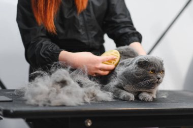 Evcil hayvan güzellik salonunda kedi bakımı. Bakım ustası bir kediyi keser ve tıraş eder, bir kediyle ilgilenir. Veteriner kedi için elektrikli tıraş makinesi kullanıyor..