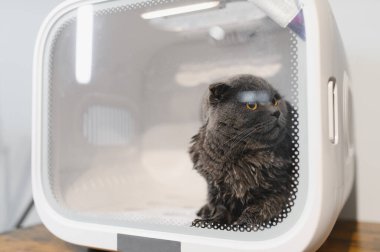 Otomatik Hayvan Kurutma Kutusu Kediler ve Küçük Köpekler, Ultra Sessiz Köpek Saç Kurutma, Sahibi uzun saçlı bir kediyi yıkıyor ve kedi kurutma kutusuna üflüyor, akıllı hayvan ürünleri..