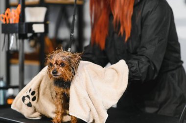 Şampuanla duş alan bir köpeğin komik portresi. Köpek kuaförde banyo yapıyor..